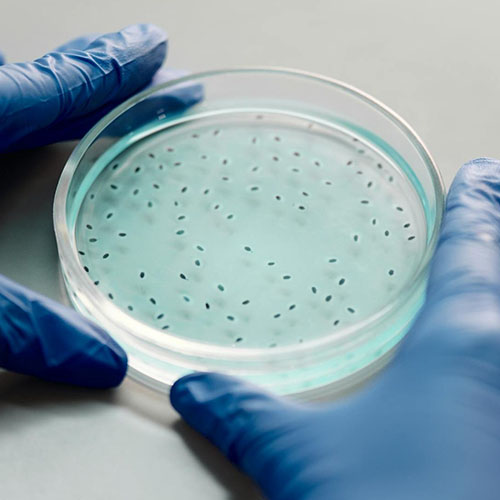 Quando si collabora i cervelli si allineano