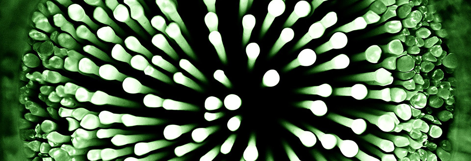 Quando si collabora i cervelli si allineano